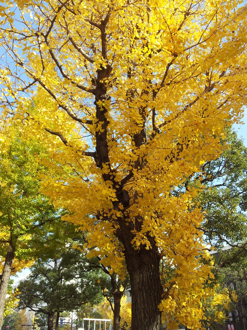 Yellow tree leaves in Himeji