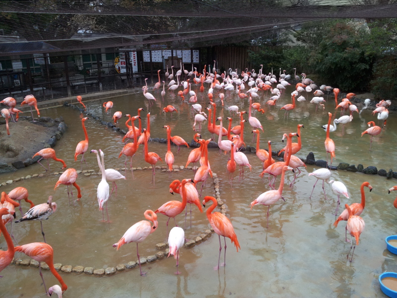 Flamingoes in Ojizoo