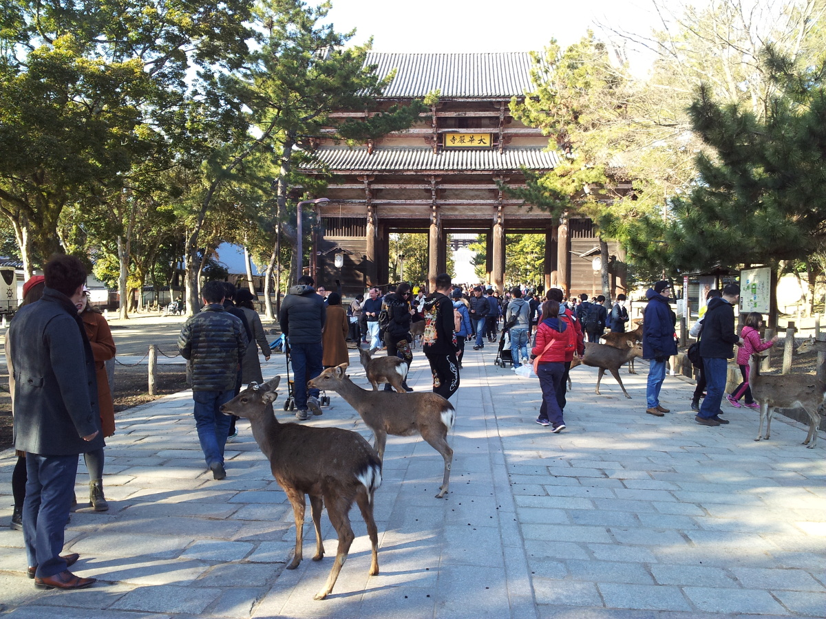 Main gate leading to Todaiji with deers in front